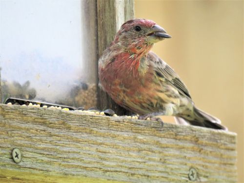 bird close up colorful