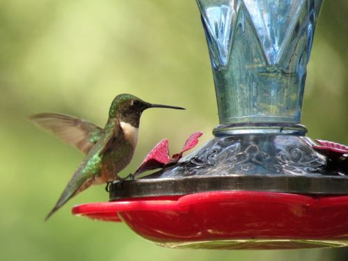 bird hummingbird colorful