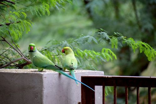 bird parrot green