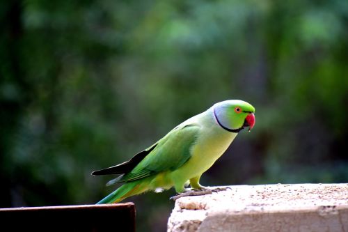 bird parrot nature