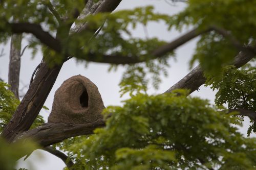 bird john clay tropical bird