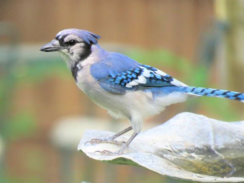 bird blue jay blue and white
