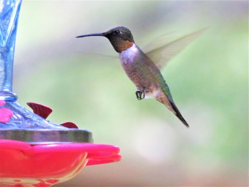 bird in flight hummingbird