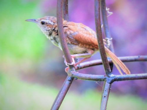 bird tiny close up