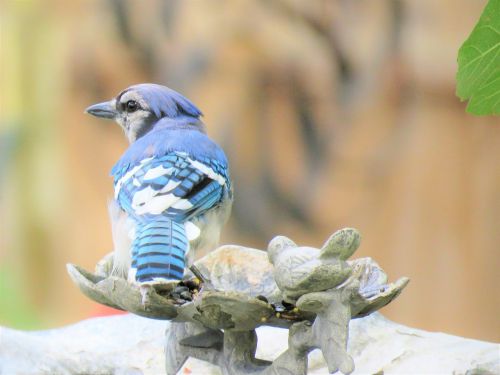 bird blue jay blue and white