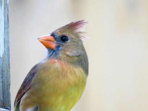 bird colorful close up