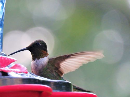 bird colorful hummingbird