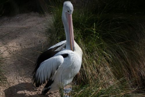 bird white pelican