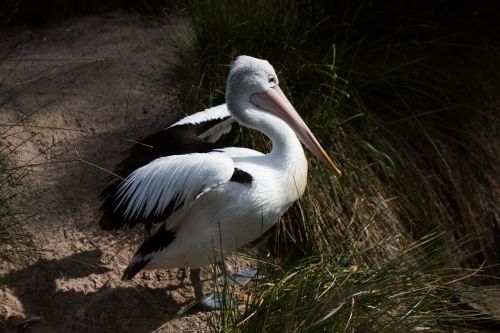 bird white pelican