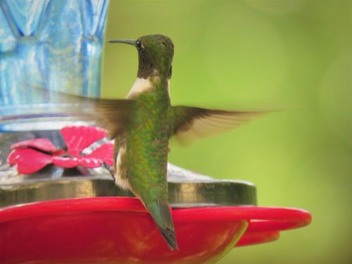 bird hummingbird rear view