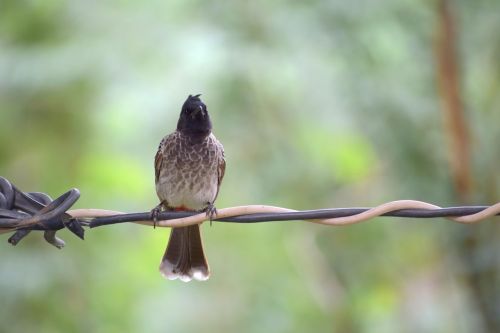 bird nature beak