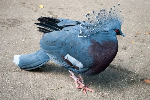 bird fan-deaf victoria crown pigeon