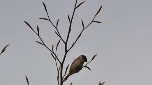 bird branch wood