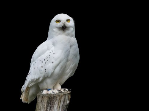 bird snow owl white