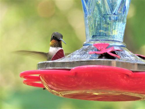 bird hummingbird wildlife