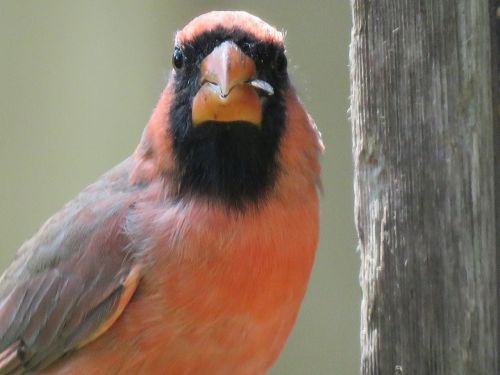 bird close up mature male red bird