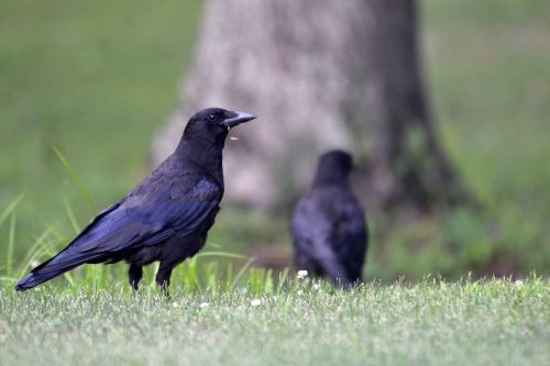 bird crow animal