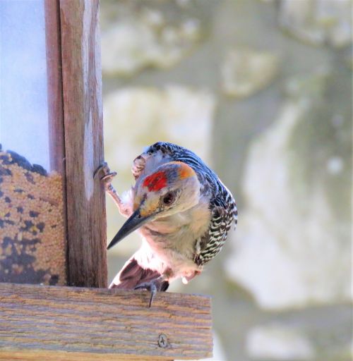 bird woodpecker close up