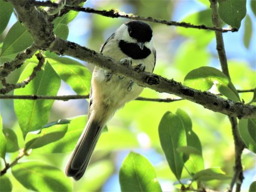 bird tiny chickadee