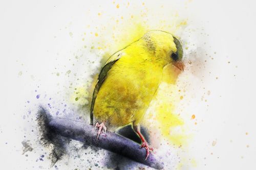 bird animal art