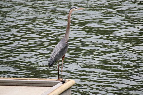 bird nature wildlife