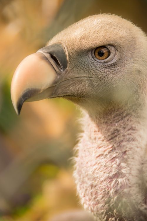 bird vulture nature