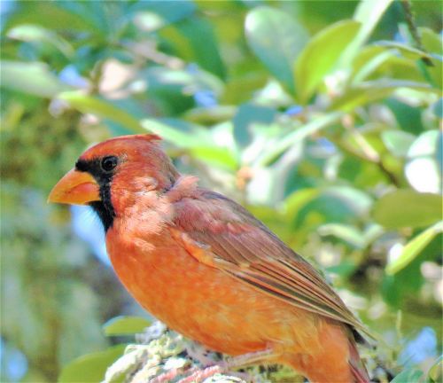 bird cardinal song bird