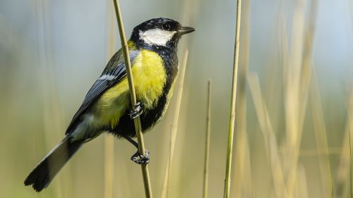 bird yellow lake