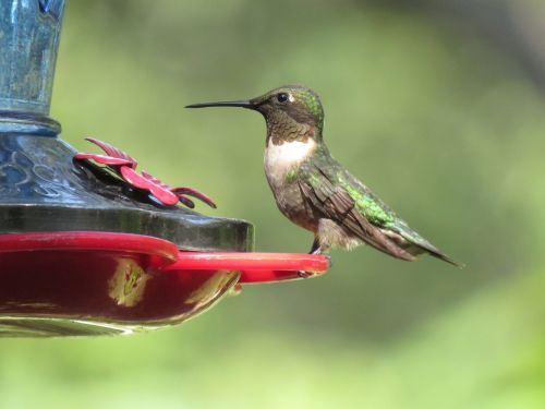 bird hummingbird colorful