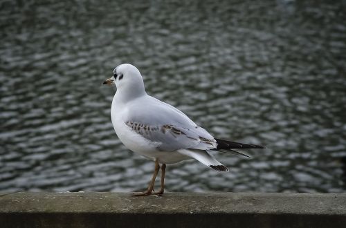 bird gull ornithology