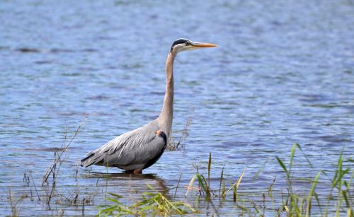 bird blue heron solitary