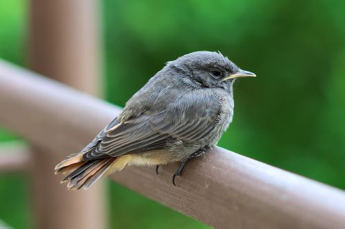 bird perched nature