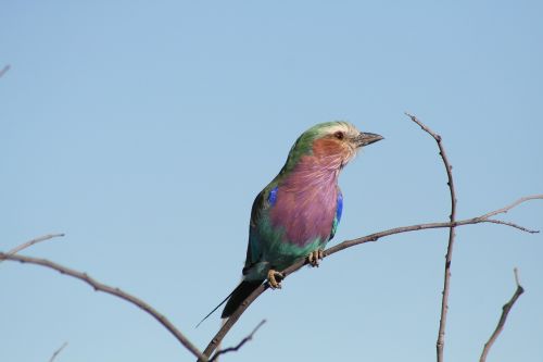 bird namibia africa