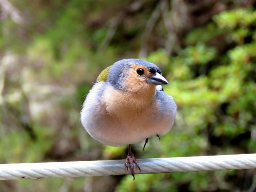 bird chaffinch nature