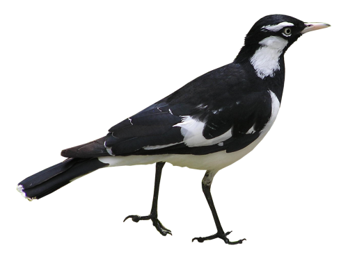 bird murray magpie australia