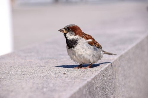 bird sparrow sweden