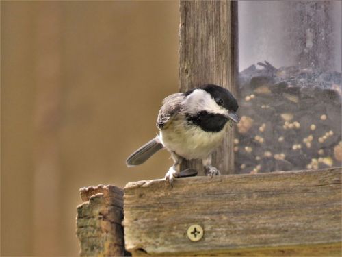 bird tiny cute