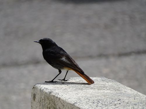 bird black bird bird waiting