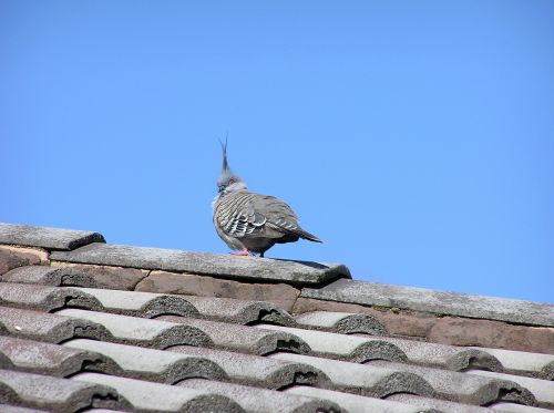 bird roof blue sky