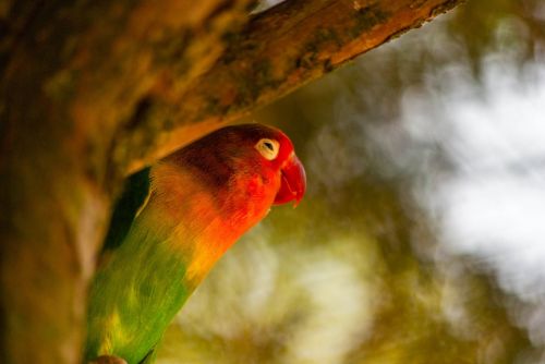 bird parrot inseparable