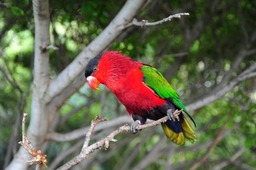 bird tropics parrot