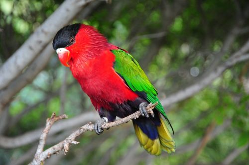bird tropical colorful