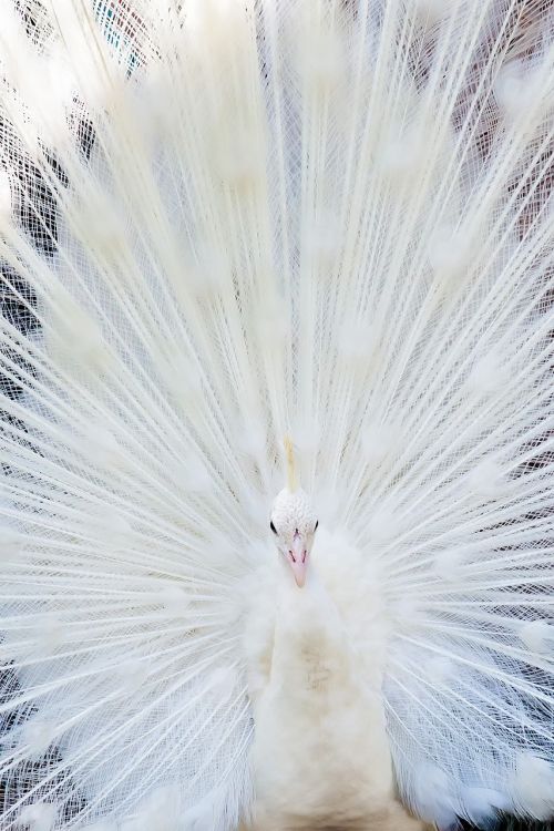 bird white peacock