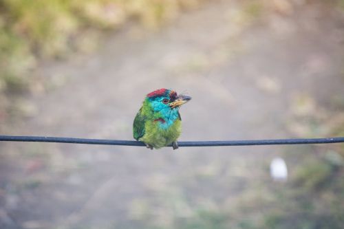 bird wire animal