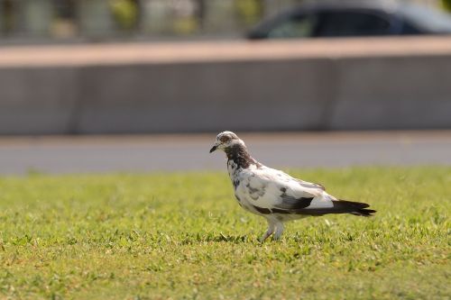 bird wildlife animal