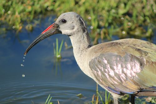 bird hadida beak