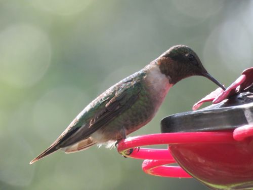 bird hummingbird wildlife