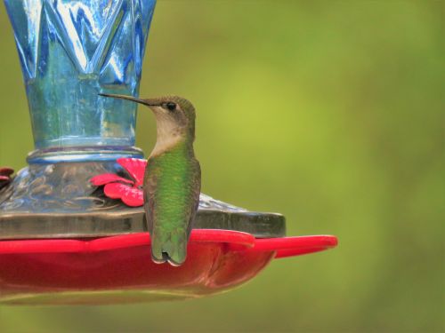 bird hummingbird up close
