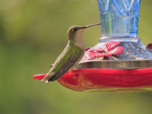 bird hummingbird emerald