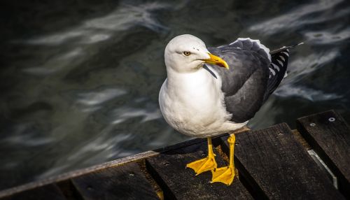 bird seagull gull